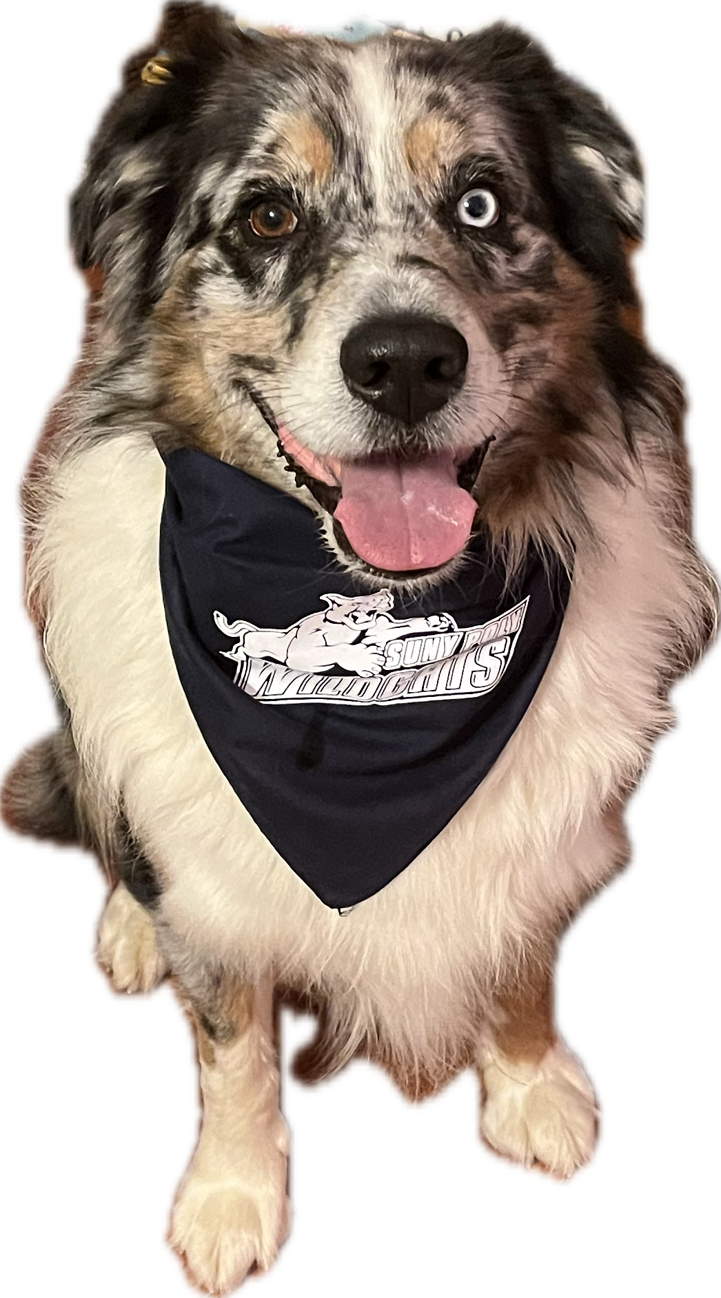 Doggie Bandana